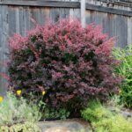 Raugerškis tunbergo (Berberis thunbergii) "Atropurpurea"