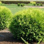Tuja vakarinė (Thuja occidentalis)  "Globosa Aurea"