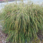 Tuja didžioji (Thuja plicata) "Whipcord"