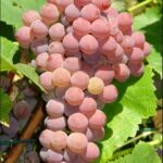 Ankstyvas vynmedis "Reliance"