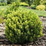 Pušis kalninė (Pinus mugo) "Little Lady" (syn. Fructata)