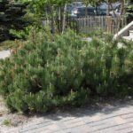 Pušis kalninė (Pinus mugo var pumilio)