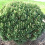 Pušis kalninė (Pinus mugo var. mughus)