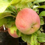 Koloninė vasarinė "Ciepa"