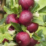 Koloninė vasarinė "Dejavu"