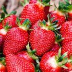 Vidutinio ankstyvumo braškė "Korona"