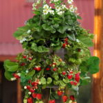 Remontantinė braškė "Selva"