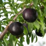 Vidutinio ankstyvumo slyva "Black Amber"