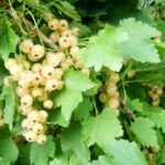 Baltasis serbentas "Blanca" (krūmas)