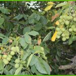 Graikinis riešutmedis "Ideal"