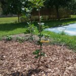 Koloninė vyšnia "Joachim"