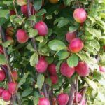 Koloninė slyva "Kolonovidnaja"