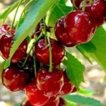 Ankstyva trešnė "Kristina"