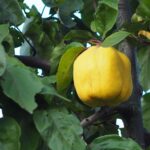 Cidonija "Leskovacka"