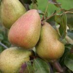 Vasarinė-rudeninė kriaušė "Margarita"