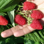 Remontantinė avietė "Polana"