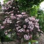 Šeivamedis juodauogis (Sambucus nigra) "Black Beauty"