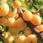 Vidutinio ankstyvumo slyva "Shiro"