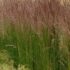 Lendrūnas smailiažiedis (Calamagrostis x acutiflora) "Karl Foerster"