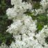 Alyva paprastoji (Syringa vulgaris) "Madame Lemoine"