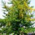 Ginkmedis (Ginkgo biloba) "Praga"