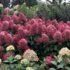 Hortenzija šluotelinė (Hydrangea paniculata) "Bonfire"