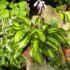 Melsvė (Hosta) "Rainbow's End"