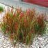 Imperata ritininė (Imperata cylindrica) "Red Baron"