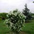 Jazminas darželinis (Philadelphus coronarius)