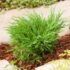 Kadagys padrikasis (Juniperus horizontalis) "Andorra Compacta"