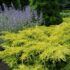 Kadagys tarpinis (Juniperus x pfitzeriana) "Gold Star"