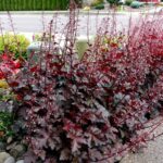 Alūnė (Heuchera) "Chocolate Ruffles"