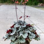Alūnė (Heuchera) "Cinnabar Silver"