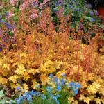 Alūnė (Heuchera) "Ginger Ale"