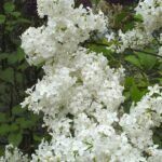 Alyva paprastoji (Syringa vulgaris) "Madame Lemoine"