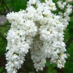 Alyva paprastoji (Syringa vulgaris) "Miss Ellen Willmott"