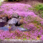 Čiobrelis paprastasis (Thymus serpyllum)