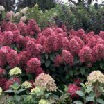 Hortenzija šluotelinė (Hydrangea paniculata) "Bonfire"