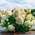 Hortenzija šluotelinė (Hydrangea paniculata) "Metalica"