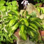 Melsvė (Hosta) "Rainbow's End"