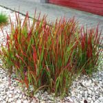 Imperata ritininė (Imperata cylindrica) "Red Baron"