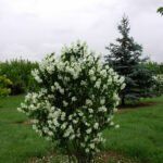 Jazminas darželinis (Philadelphus coronarius)