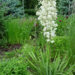 Juka pluoštinė (Yucca filamentosa)