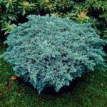 Kadagys žvynuotasis (Juniperus squamata) "Blue Star"