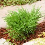 Kadagys padrikasis (Juniperus horizontalis) "Andorra Compacta"