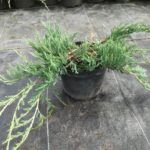 Kadagys padrikasis (Juniperus horizontalis) "Jade River"