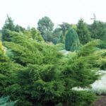 Kadagys tarpinis (Juniperus x pfitzeriana) "Mint Julep"
