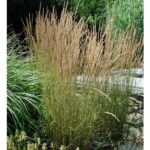 Lendrūnas smailiažiedis (Calamagrostis x acutiflora) "Overdam"