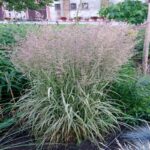 Lendrūnas smailiažiedis (Calamagrostis x acutiflora) "England"