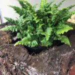 Papartis (Polystichum setiferum) "Congestum"